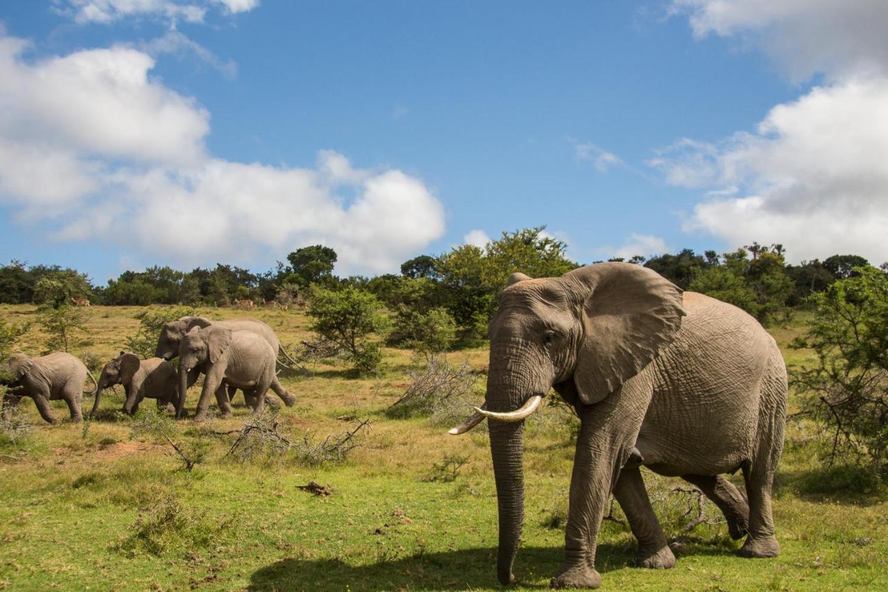 Pumba Private Game Reserve Grahamstown Zewnętrze zdjęcie
