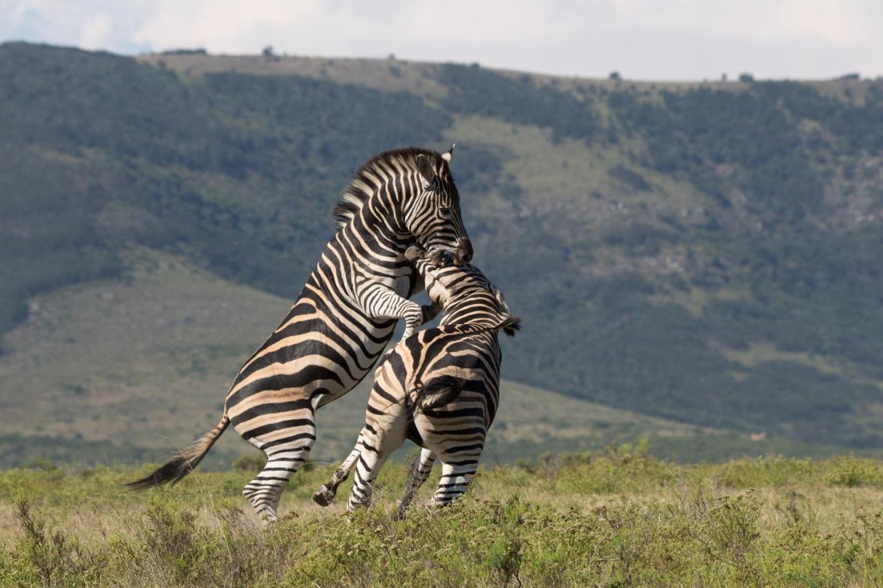 Pumba Private Game Reserve Grahamstown Zewnętrze zdjęcie