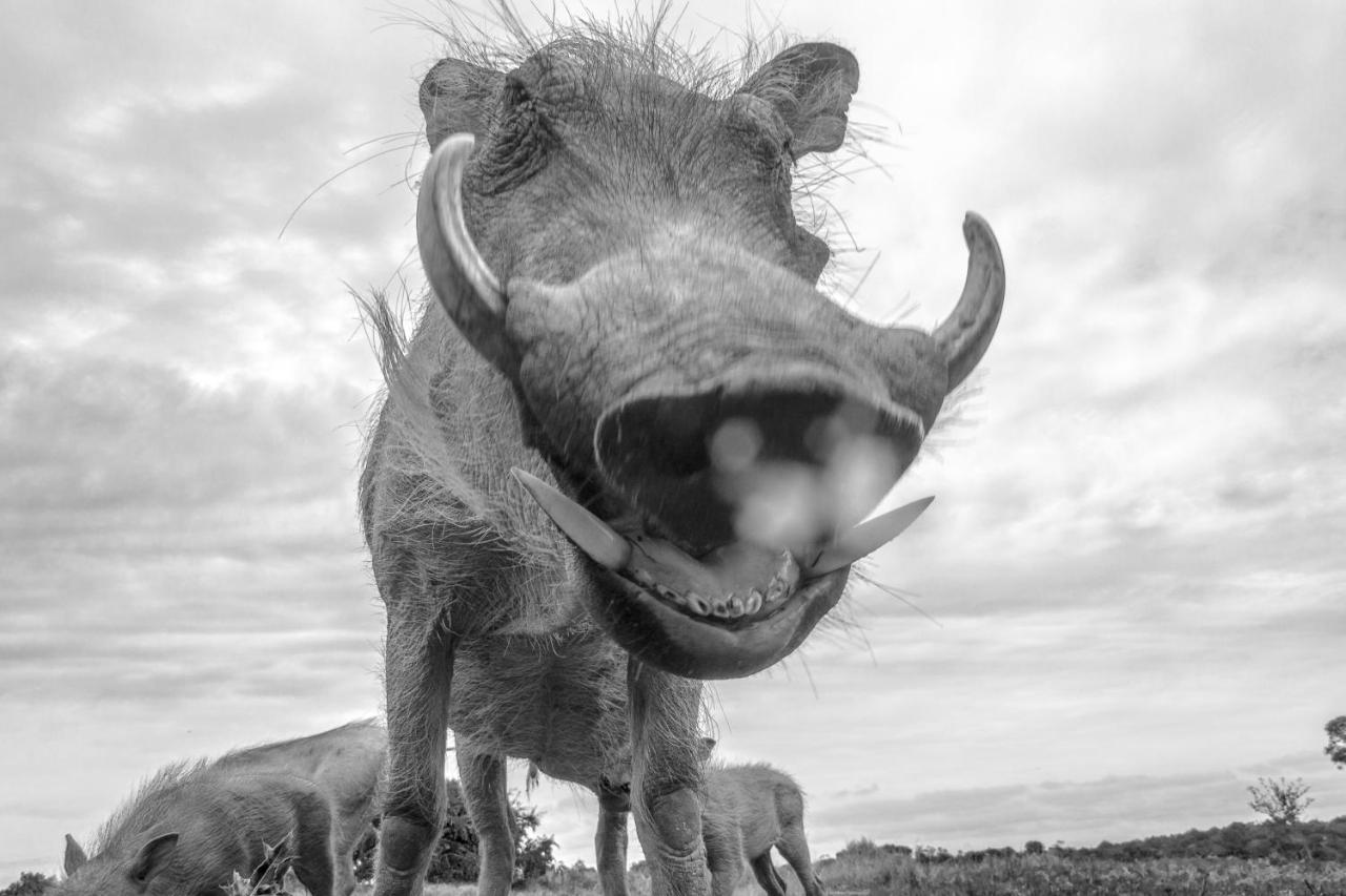 Pumba Private Game Reserve Grahamstown Zewnętrze zdjęcie