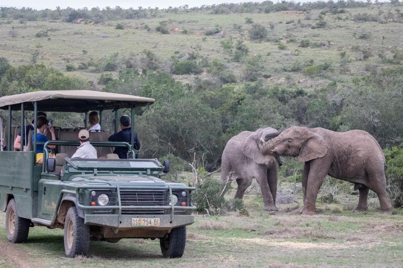 Pumba Private Game Reserve Grahamstown Zewnętrze zdjęcie