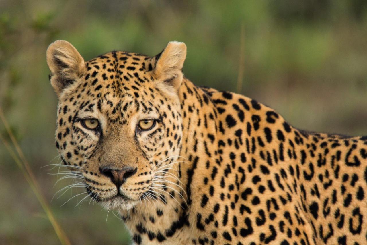 Pumba Private Game Reserve Grahamstown Zewnętrze zdjęcie