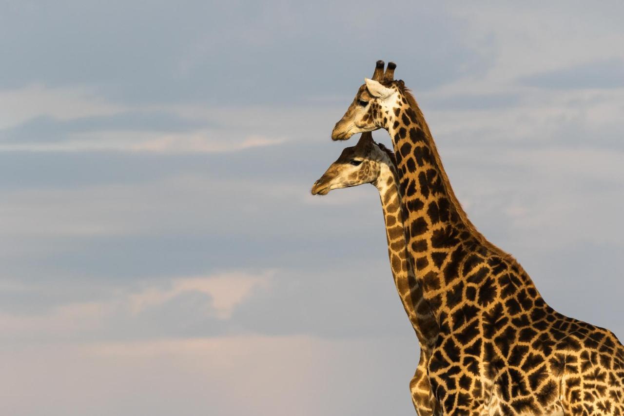 Pumba Private Game Reserve Grahamstown Zewnętrze zdjęcie