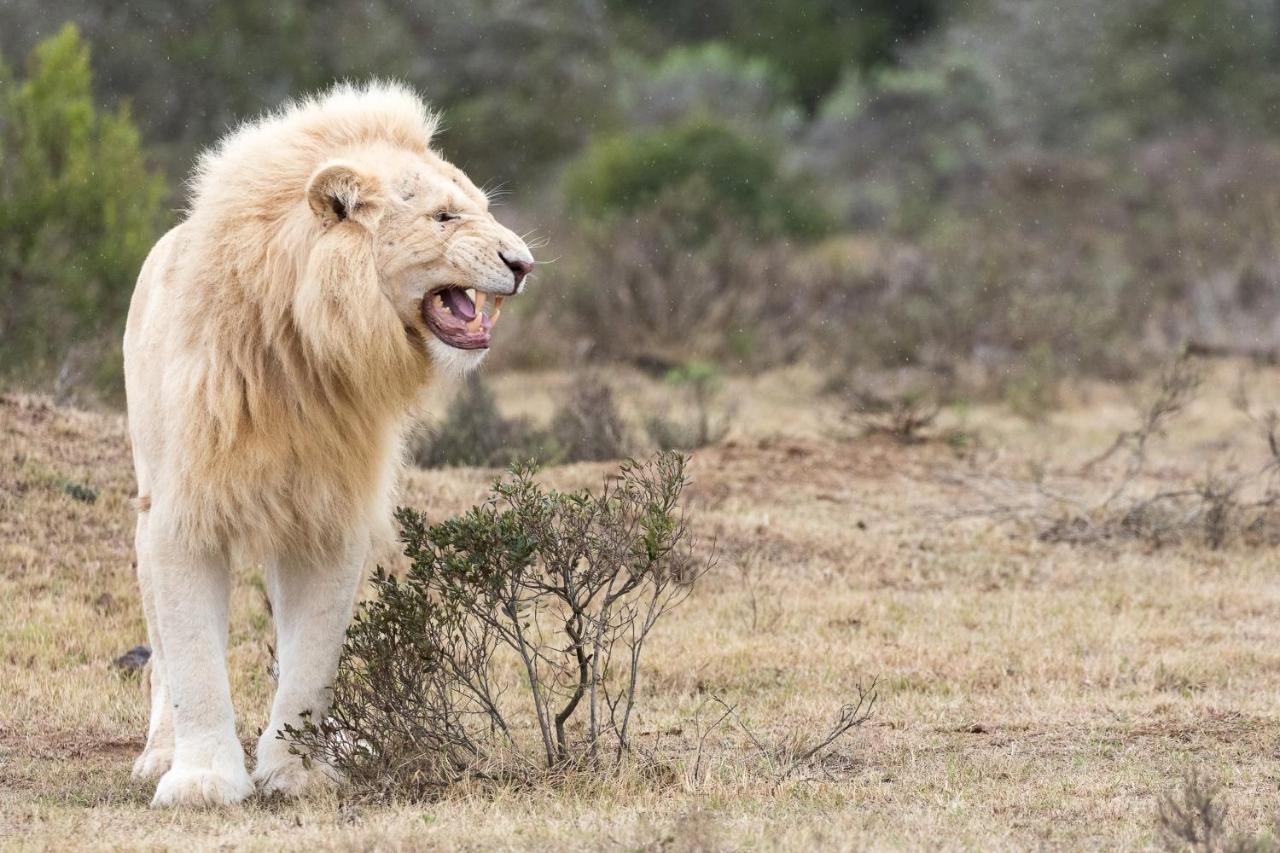 Pumba Private Game Reserve Grahamstown Zewnętrze zdjęcie