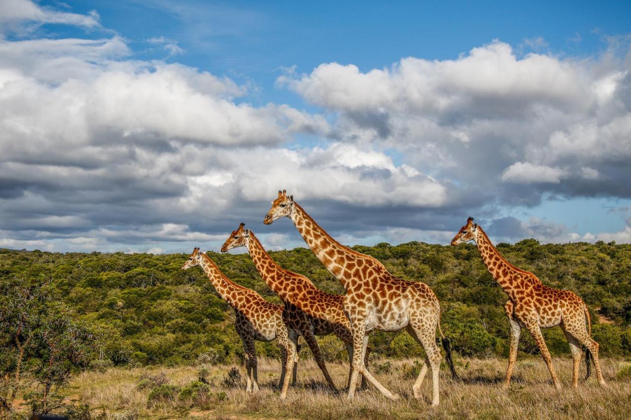 Pumba Private Game Reserve Grahamstown Zewnętrze zdjęcie