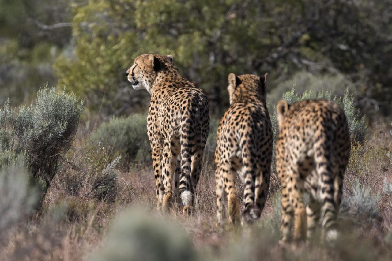 Pumba Private Game Reserve Grahamstown Zewnętrze zdjęcie
